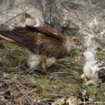 Aguila perdicera en Montes de Toledo